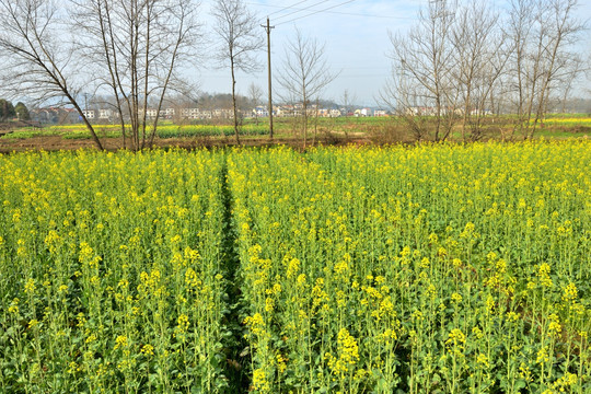 田园风光 油菜花