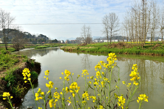 田园风光 油菜花