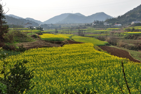 田园风光 油菜花