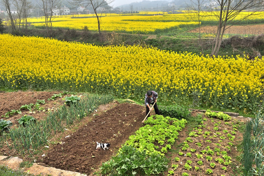 油菜花 田园风光