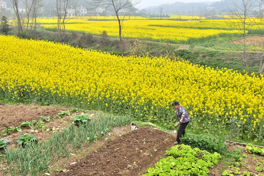 油菜花 田园风光