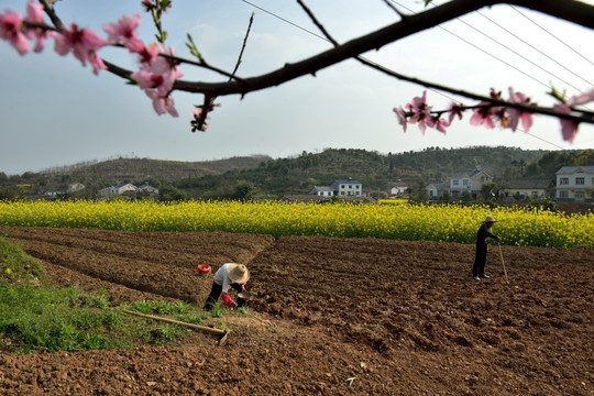 田园风光 花