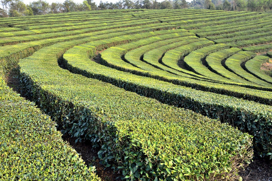 茶叶 茶园 茶山