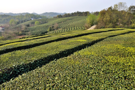 茶叶 茶园 茶山