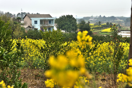 油菜花 田园风光