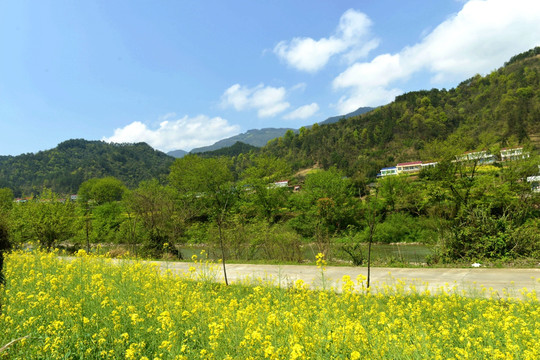 油菜花 田园风光