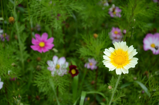 高原小花