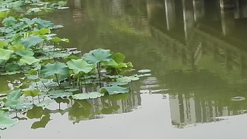 荷花池