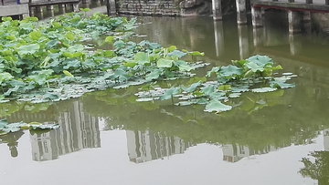 荷花池