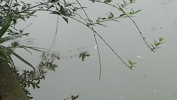 雨中小景