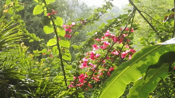 植物园