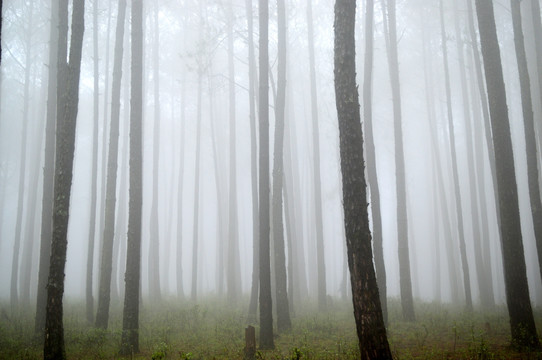 树林 山雾 水墨画
