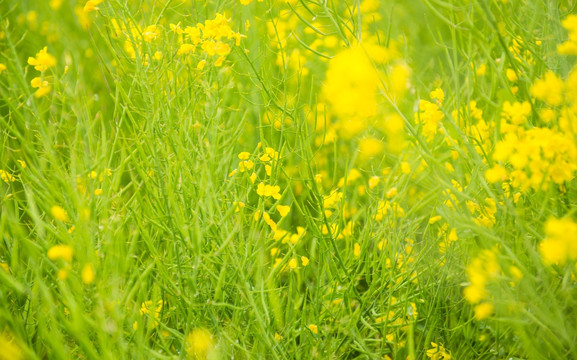 油菜花