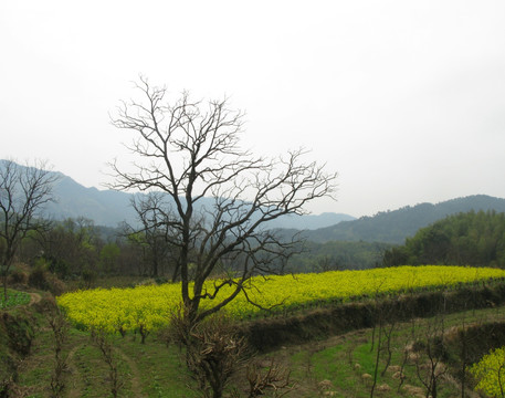 黄山 油菜花