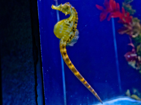 水族馆 海底世界 海马 海龙