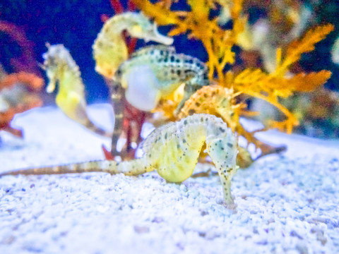 水族馆 海底世界 海马 海龙