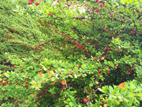 雨后带露珠的红浆果