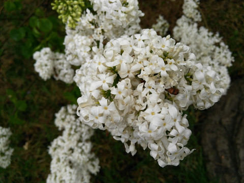 雨后盛开白色丁香花