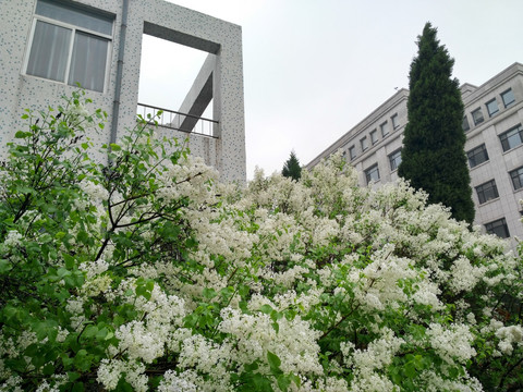 雨后盛开白色丁香花