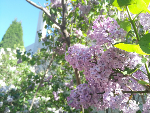 楼旁盛开的丁香花枝