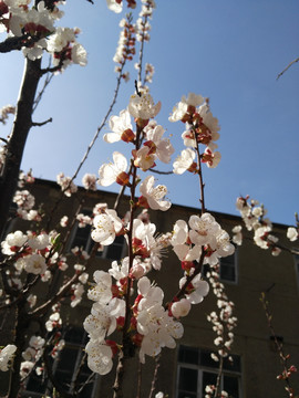 楼旁盛开的花枝