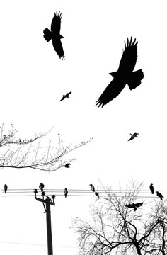 鳥(niǎo)樹(shù) 鷹擊