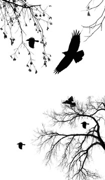 鳥樹 鷹