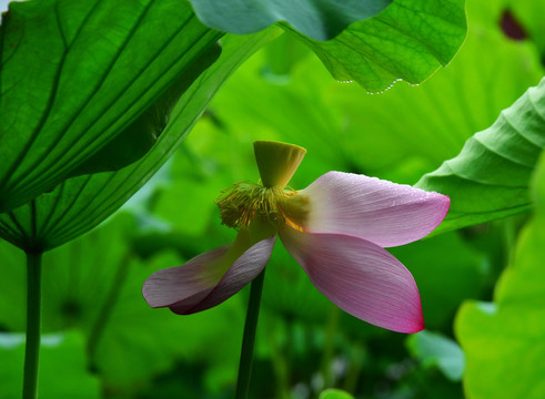 荷花