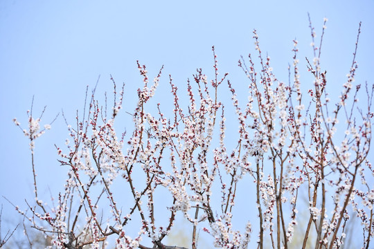 杏树开花  杏树枝叶