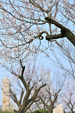 繁花似锦  杏树园