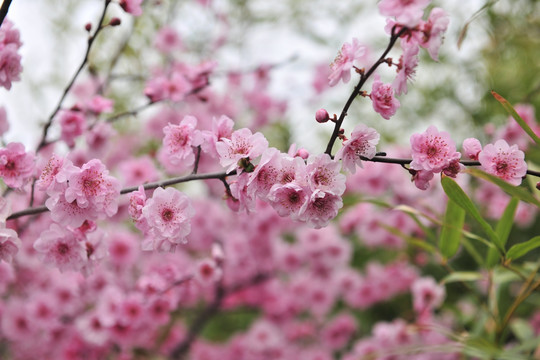 梅花 春天花草