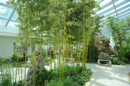 室内竹子景观