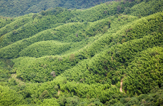 毛竹山