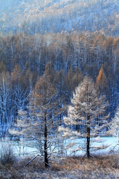 林海雪原树林