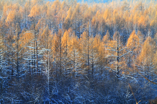 雪原树林