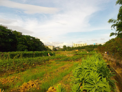 乡村风景