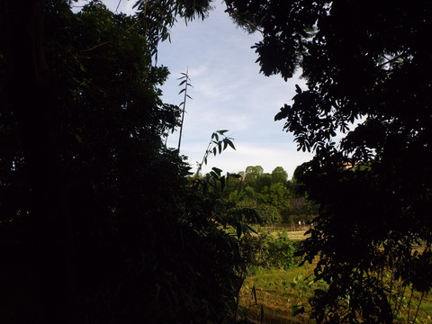 树影风景