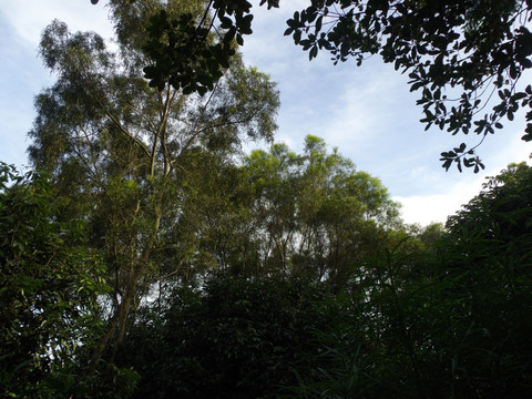 蓝天树林