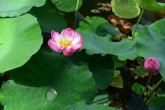 池塘荷花