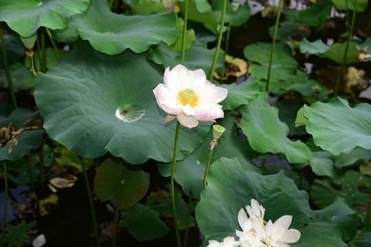 池塘荷花