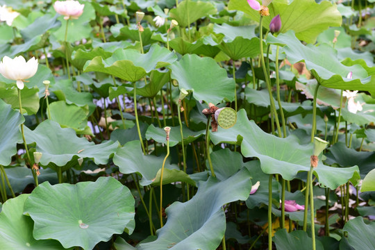 池塘荷花