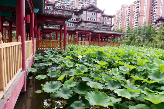 荷花池与中式建筑