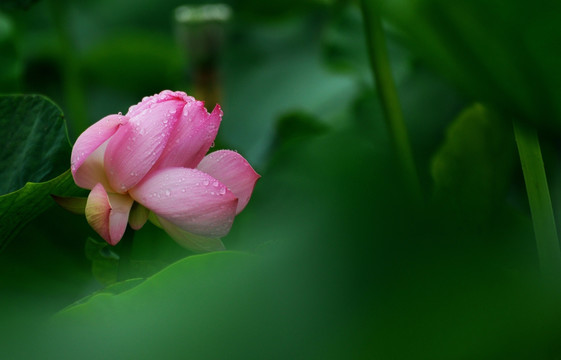 雨后荷花