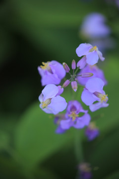 二月兰 诸葛菜