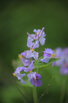 二月兰 诸葛菜