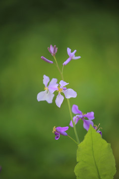 二月兰 诸葛菜