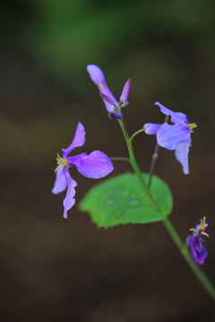 二月兰 诸葛菜