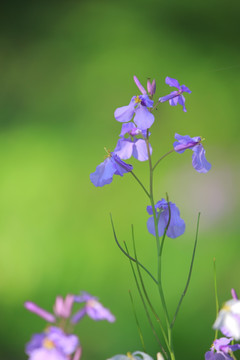 二月兰 诸葛菜