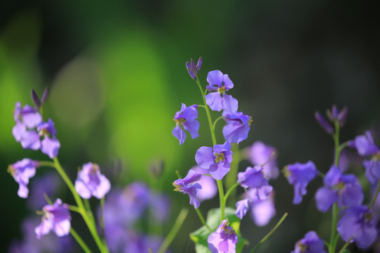 二月兰 诸葛菜