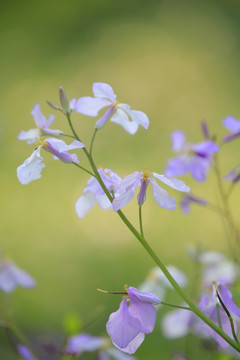 二月兰 诸葛菜